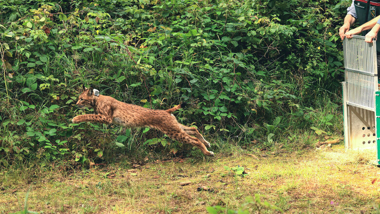 Luchs Anton von der Seite, springend