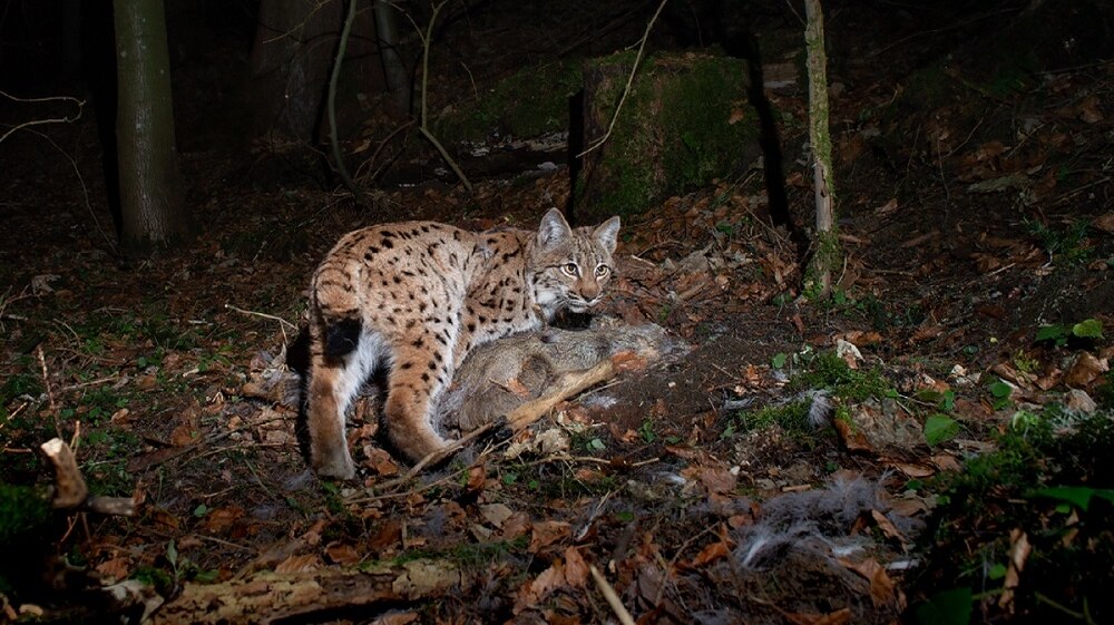 Foto von einem Luchs, der sich über einen Kadaver beugt