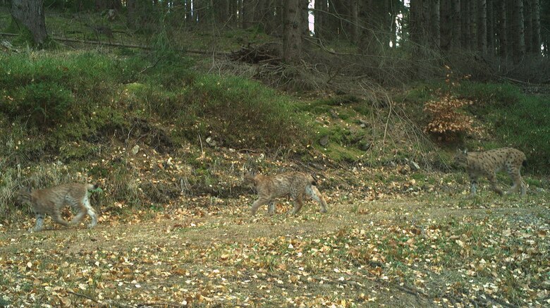 Alva mit beiden Jungtieren
