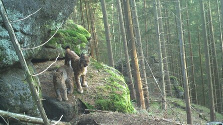 Alva mit einem Jungtier