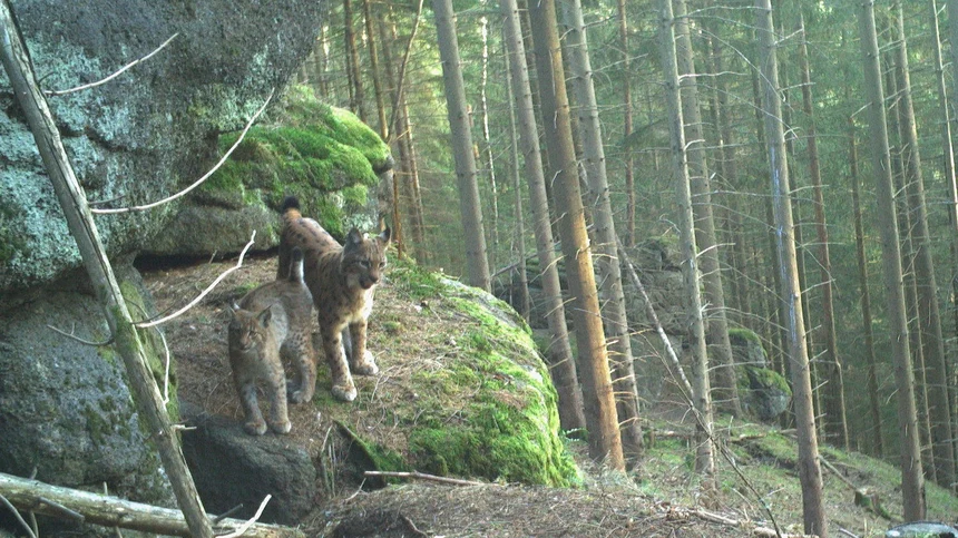 Alva mit einem Jungtier