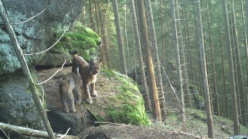 Alva mit einem Jungtier