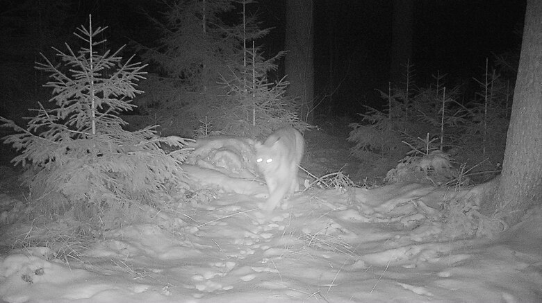 Luchs im Schnee