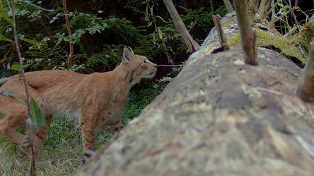 Juno neben einem Baumstamm