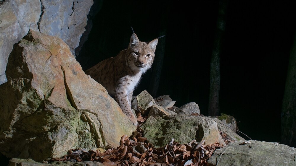 Foto von einem Luchs, der hinter einem Stein hervorkommt und im Dunkeln schwer zu erkennen ist