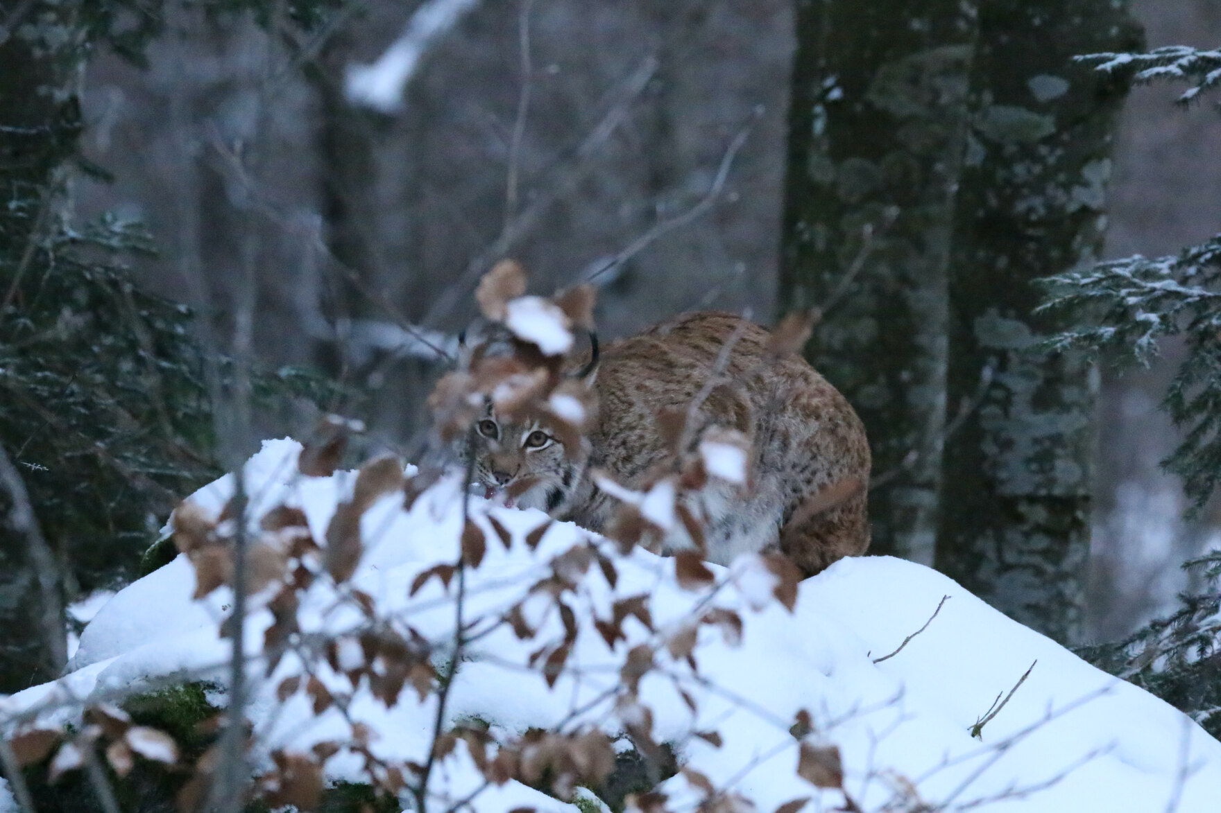 Foto von einem Luchs, der hinter Zweigen verborgen ist