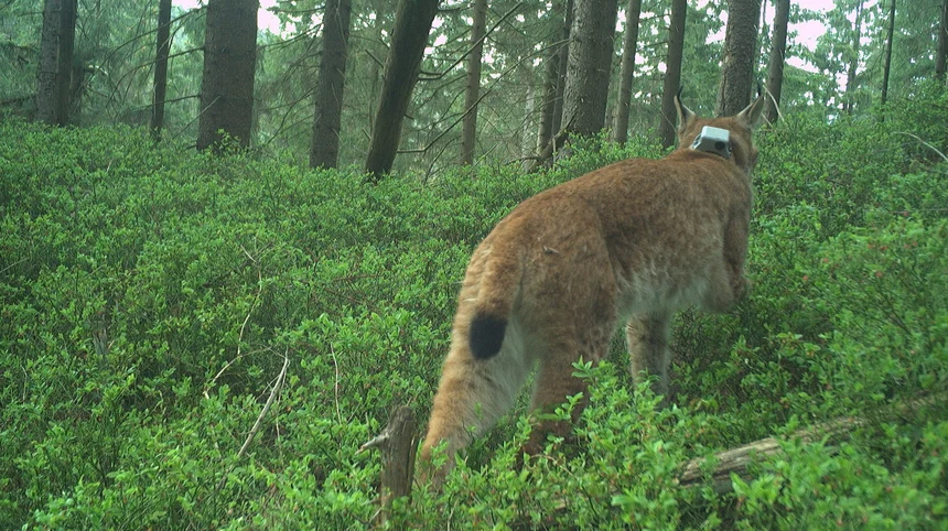 Fotofallenbild von Juno, der von hinten im Wald zu sehen ist