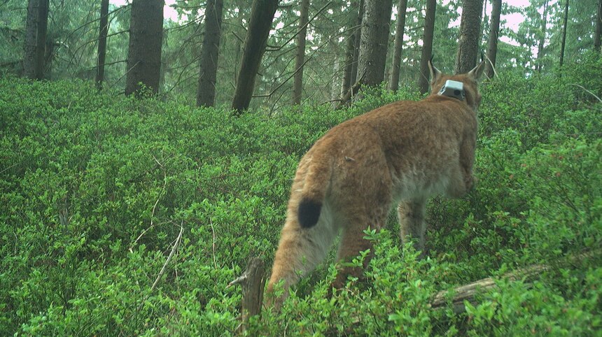 Fotofallenbild von Juno, der von hinten im Wald zu sehen ist
