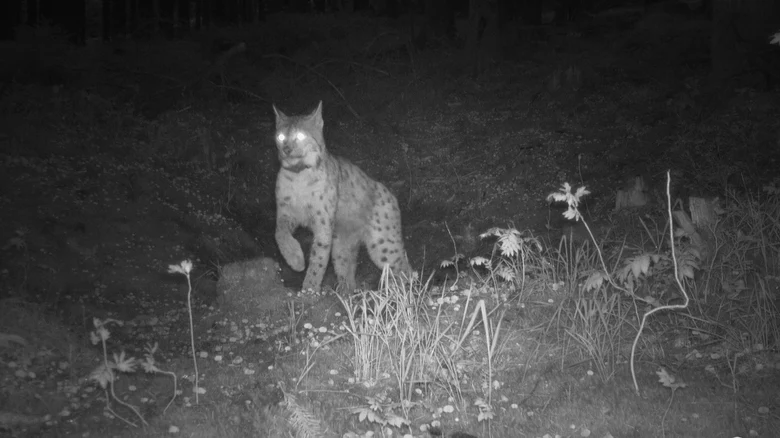 Fotofallenbild von Nova, die im Dunkeln im Wald zu sehen ist