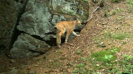 Bild einer Fotofalle, auf dem ein Luchs vor einem Fels zu sehen ist