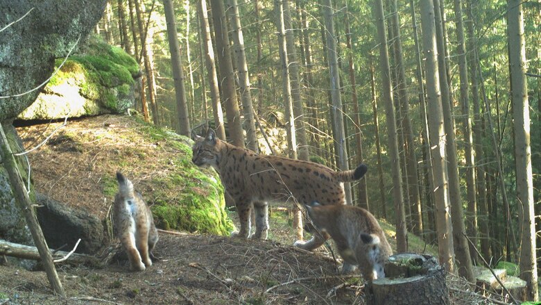 Alva mit beiden Jungtieren