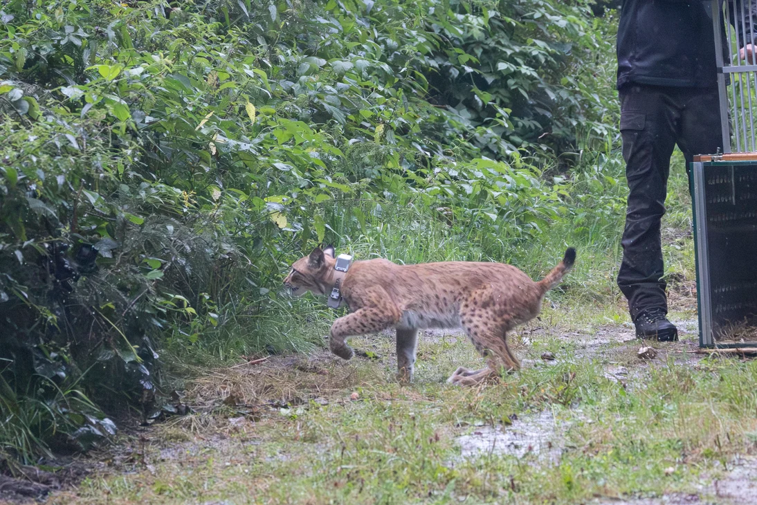 Lotta bei ihrer Auswilderung