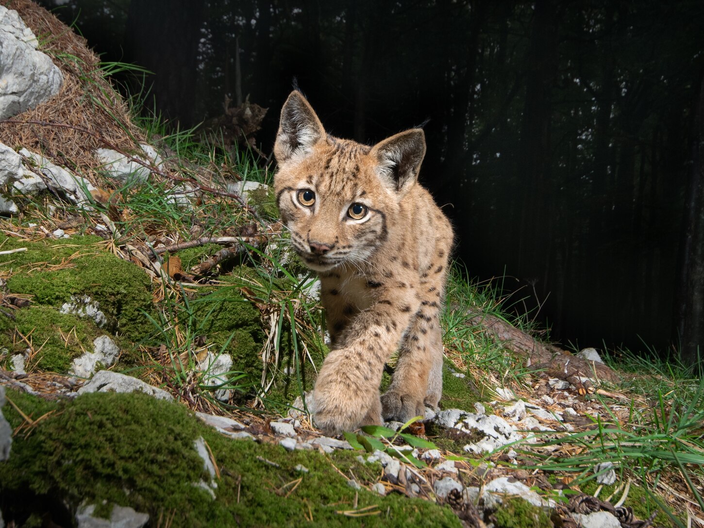 Foto von einem jungen Luchs der in die Kamera blickt