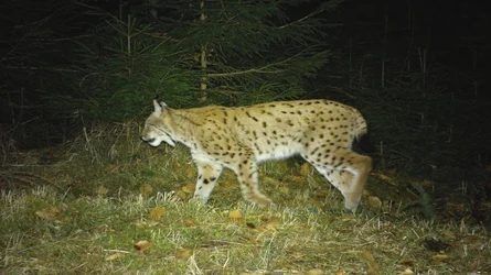 Luchsmännchen Bardi