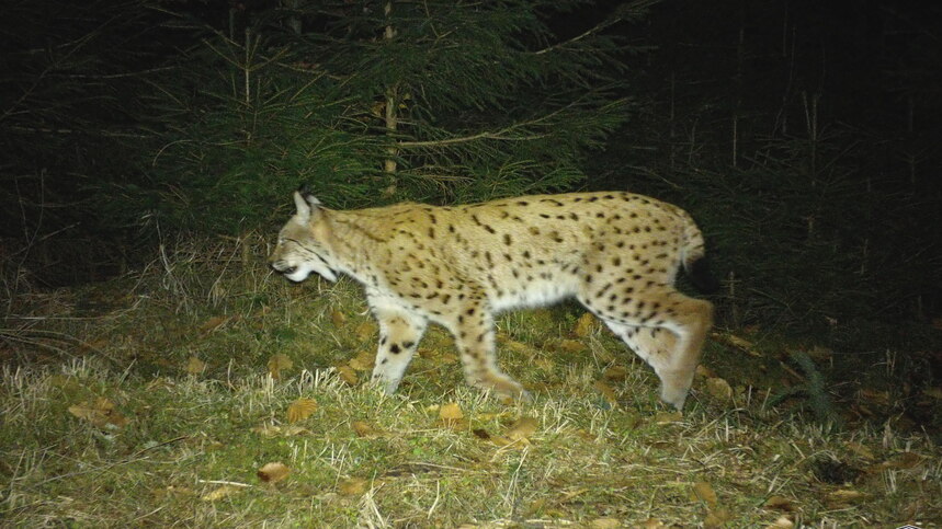 Luchsmännchen Bardi