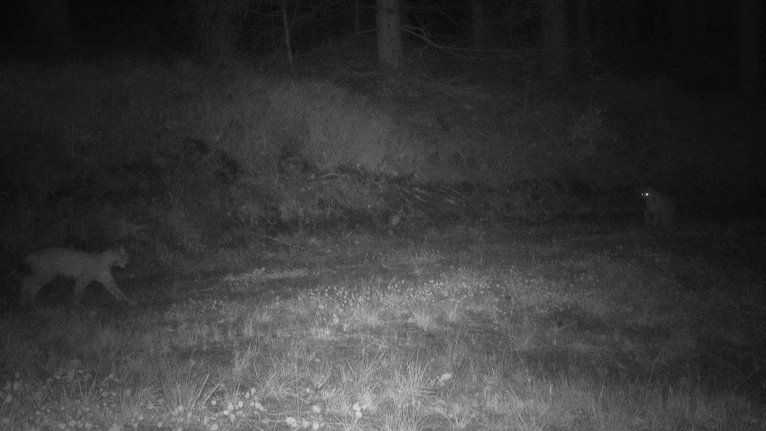 Die ersten Aufnahmen der Luchsjungtiere von Alva entstanden am 27.09. durch eine Fotofalle des Luchsmonitorings. Das zweite Jungtier erscheint am linken Bildrand.