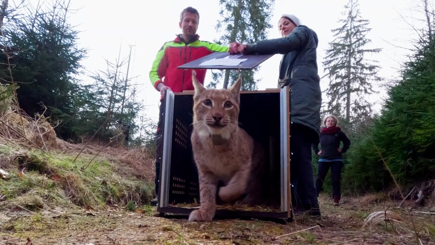 Luchs JUNO verlässt die Transportkiste