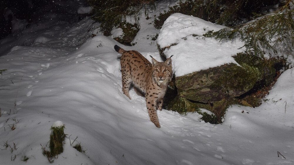 Foto von einem Luchs im Schnee