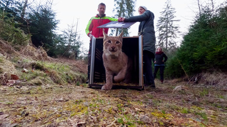 Bild von einem Luchs, der aus einer Kiste läuft