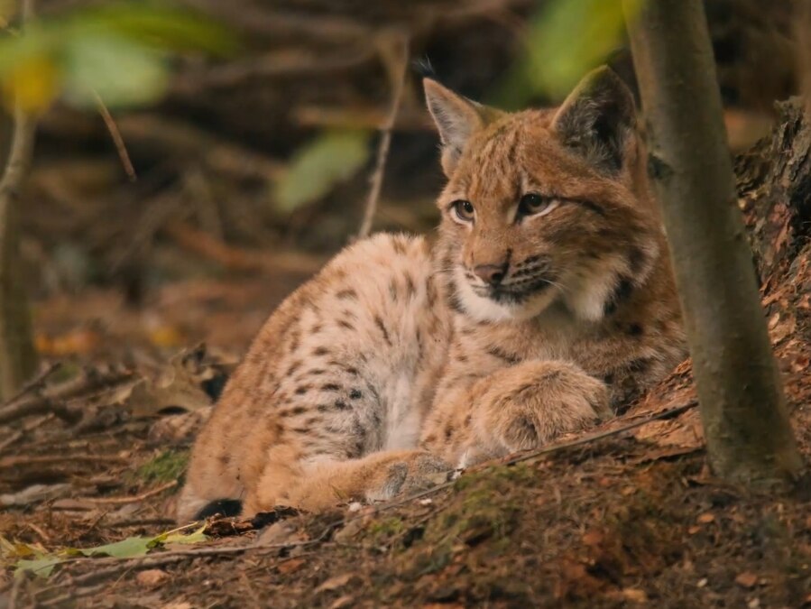 Bild von einem Luchs, der auf dem Waldboden liegt